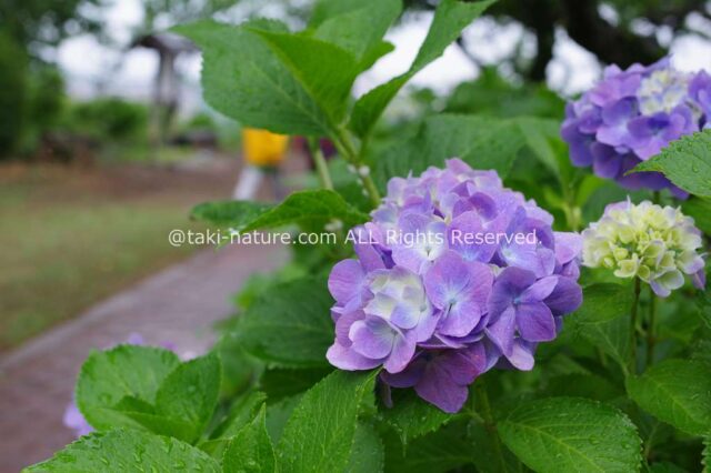 紫陽花