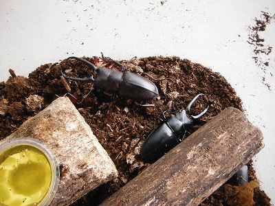 ギラファノコギリクワガタ