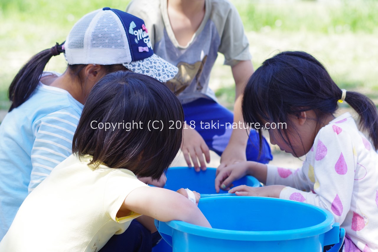 ザリガニ捕りで学んだこと