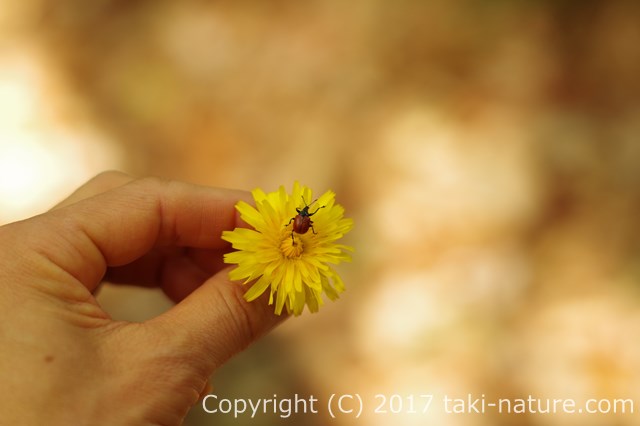危険な動植物シリーズ開催