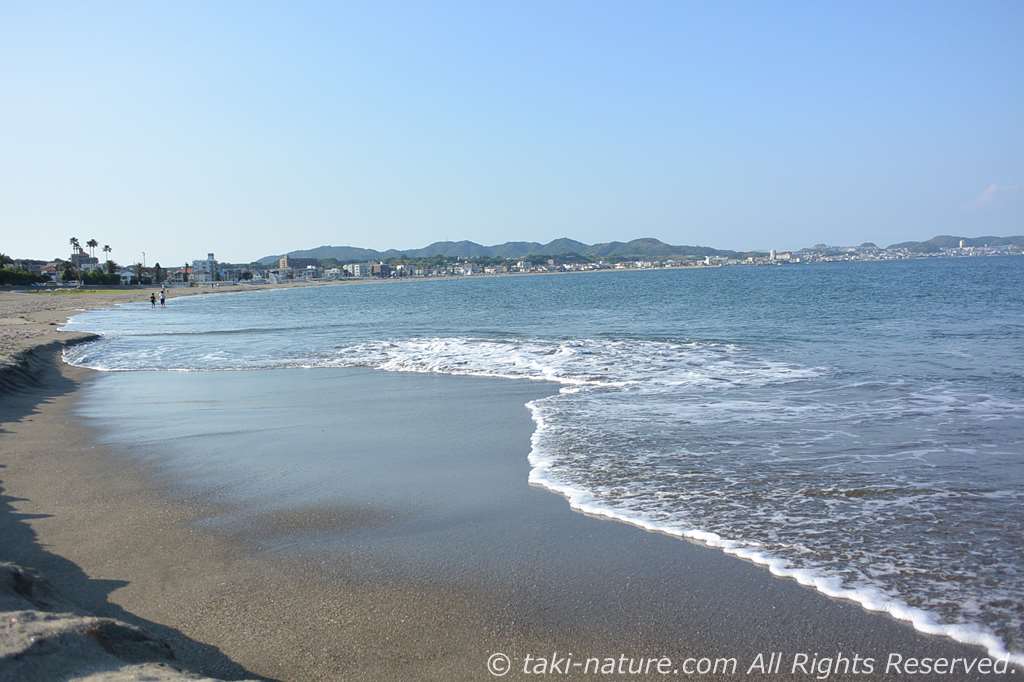 ウソツイタラ　ハリセンボン　ノマス